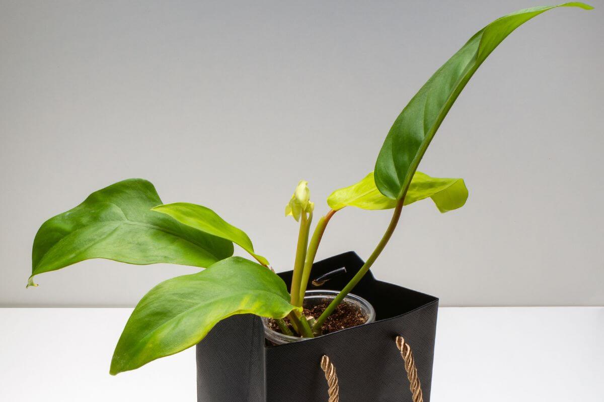 A green philodendron lemon lime with large, elongated leaves sits in a pot placed inside a black bag with brown rope handles.