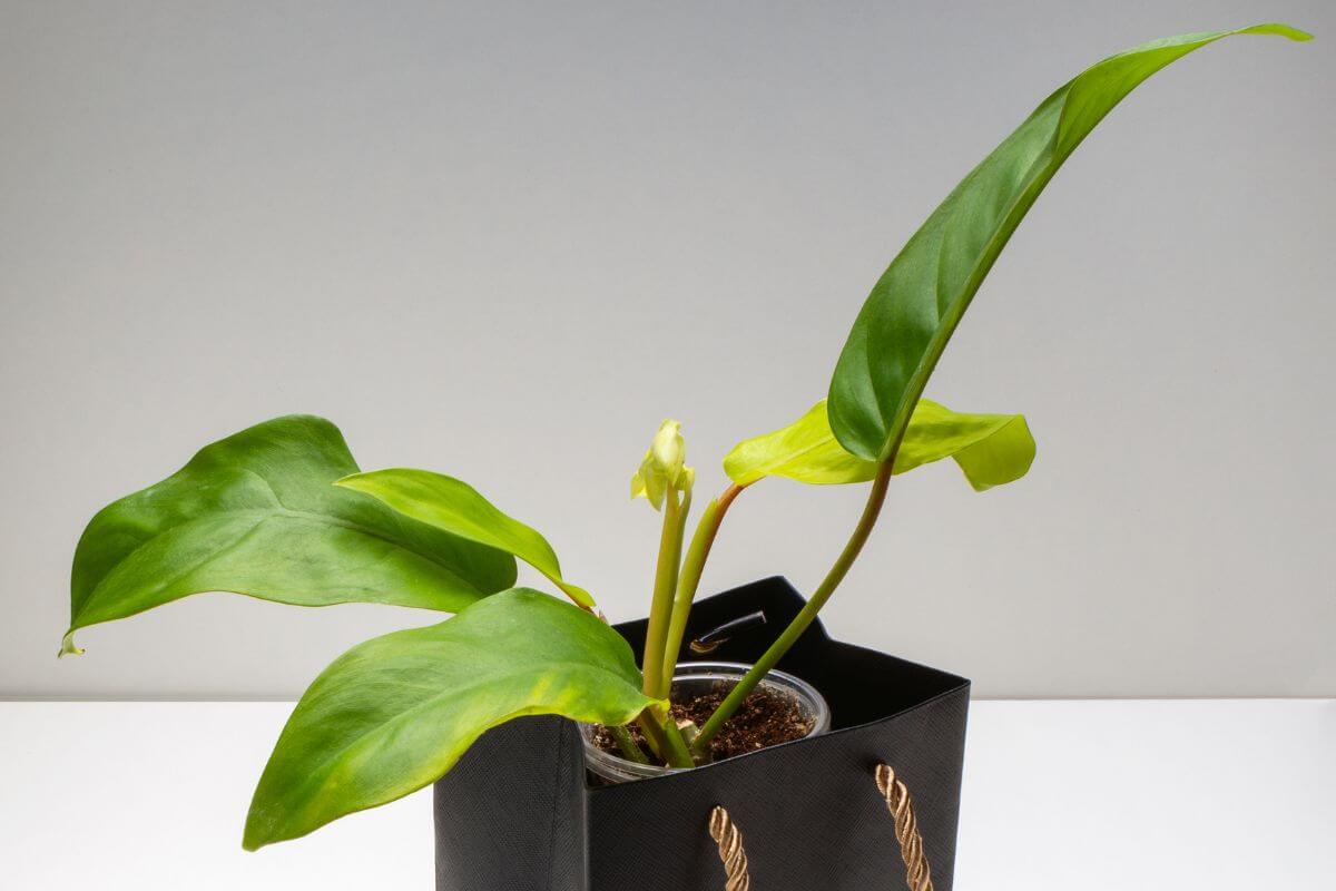 A small philodendron lemon lime plant with large green leaves is potted in a clear container, placed inside a gift bag.