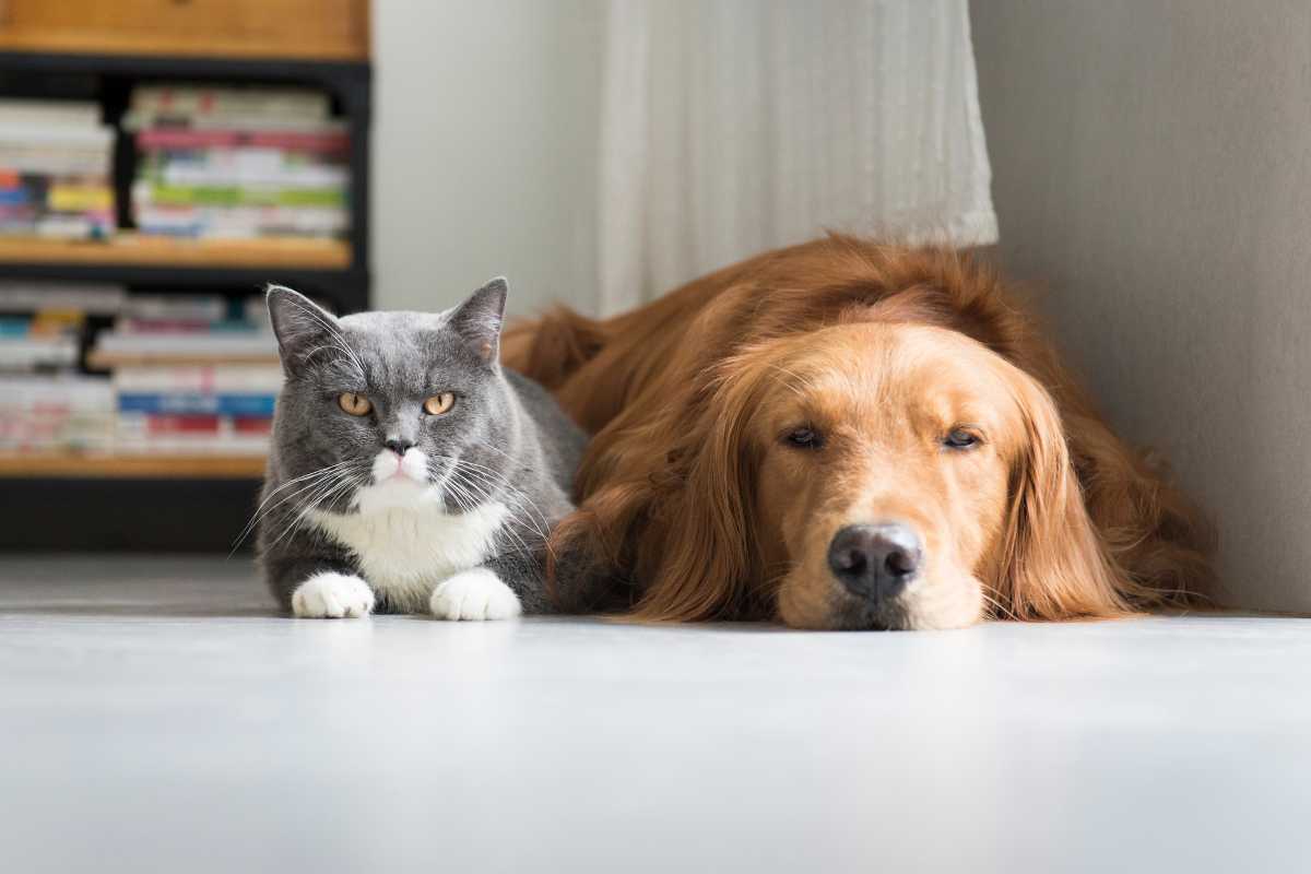 A golden retriever and a gray cat lie together on the floor, both appearing relaxed. 