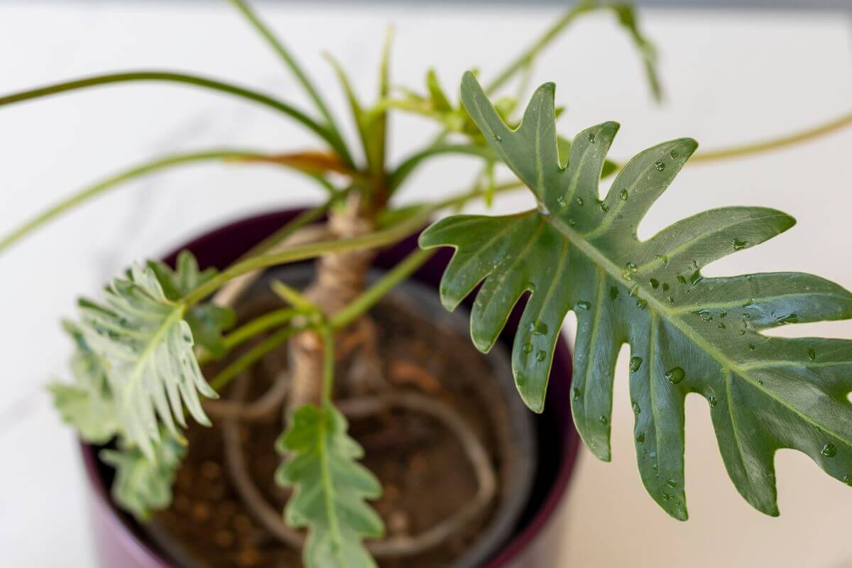 A potted Philodendron Xanadu plant with large, green, lobed leaves, some of which have water droplets.