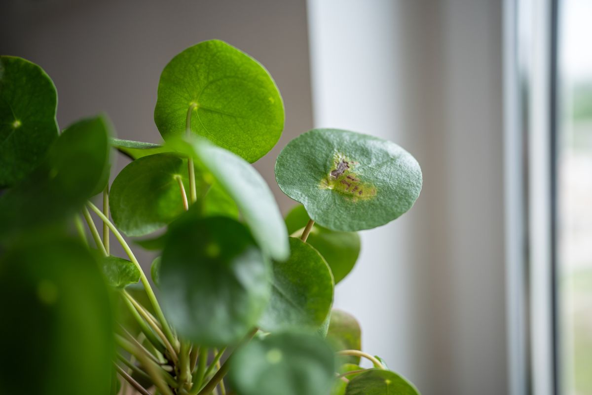 Close-up of a green pilea plant near a window, showing round leaves. One leaf near the center has a noticeable small tear and some damage.