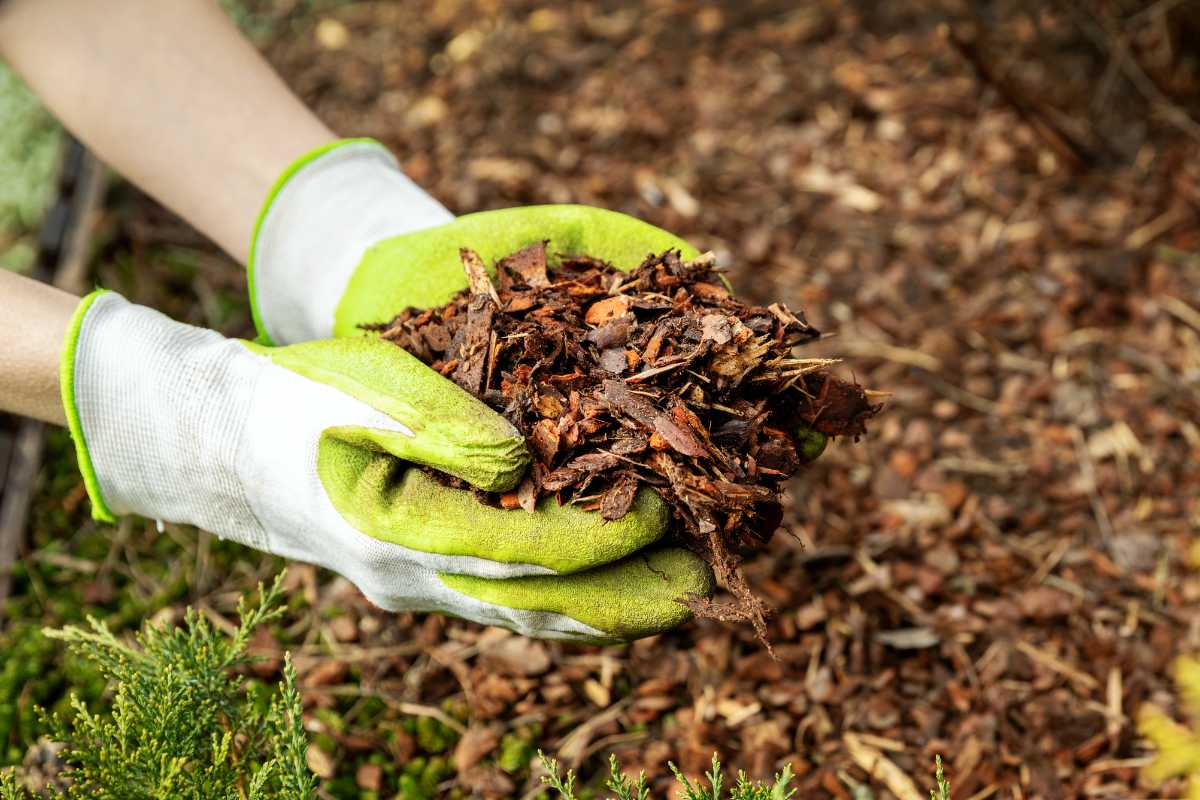 A pair of hands wearing green gardening gloves hold a handful of brown pinebark wood chips. 