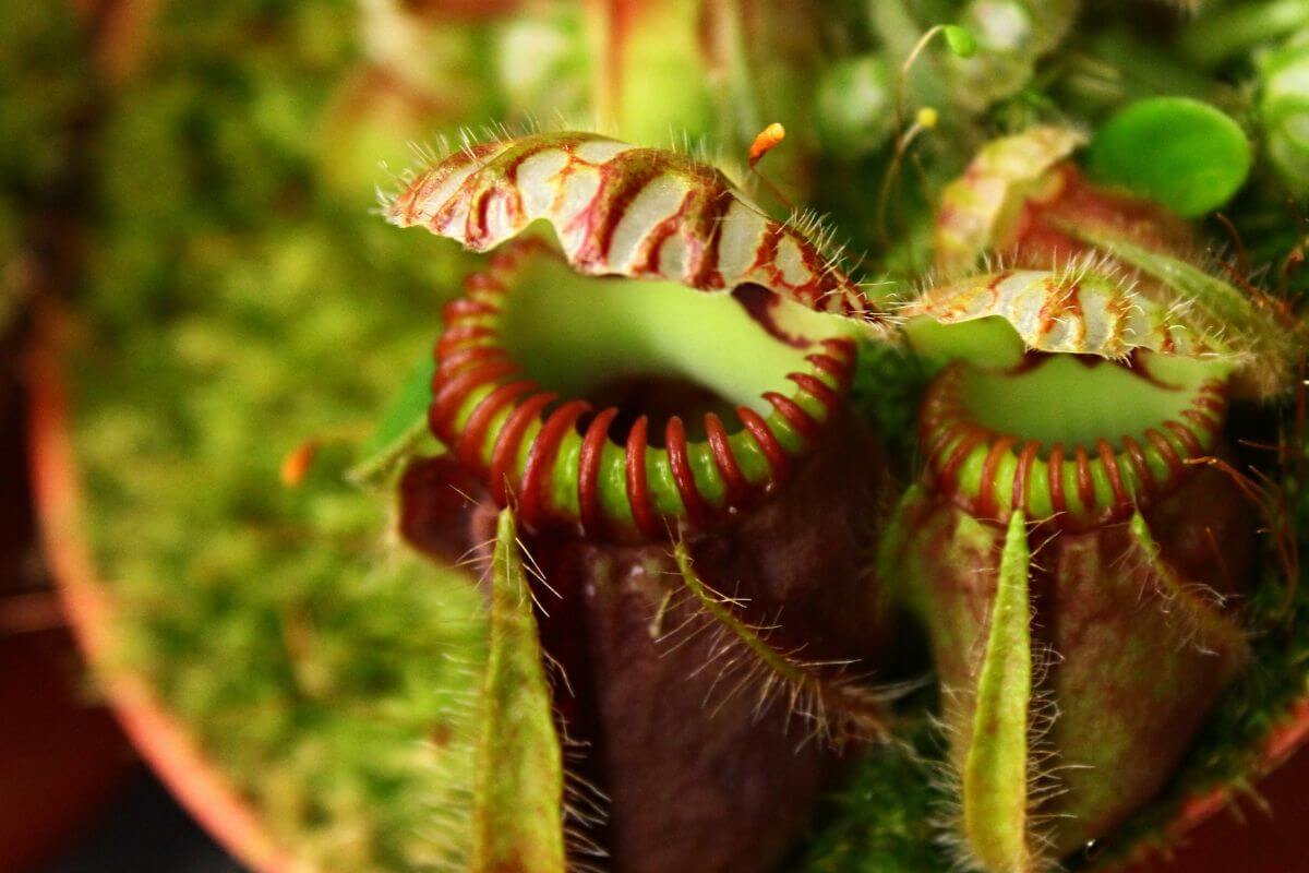 Close-up of a carnivorous pitcher plant with reddish-brown tubular traps surrounded by fine hairs, topped with green and red striped lids.