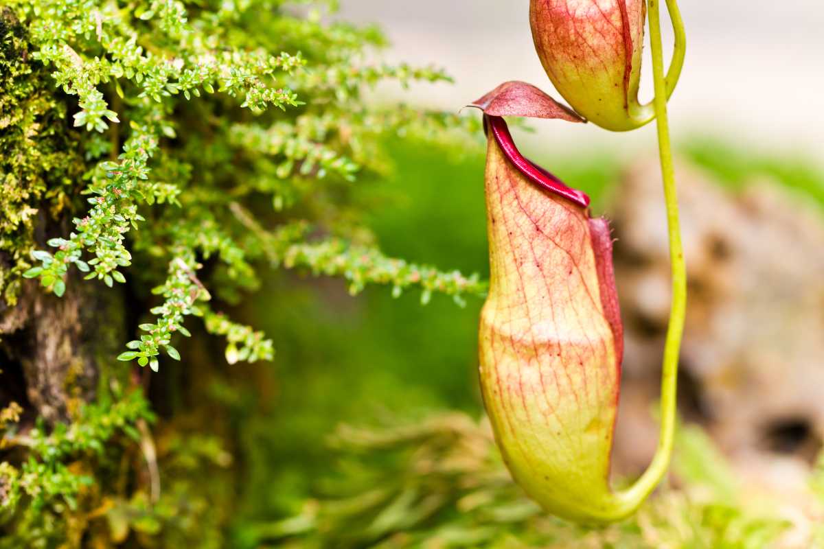 A pitcher plant with a reddish, jug-shaped trap hanging from a vine. 