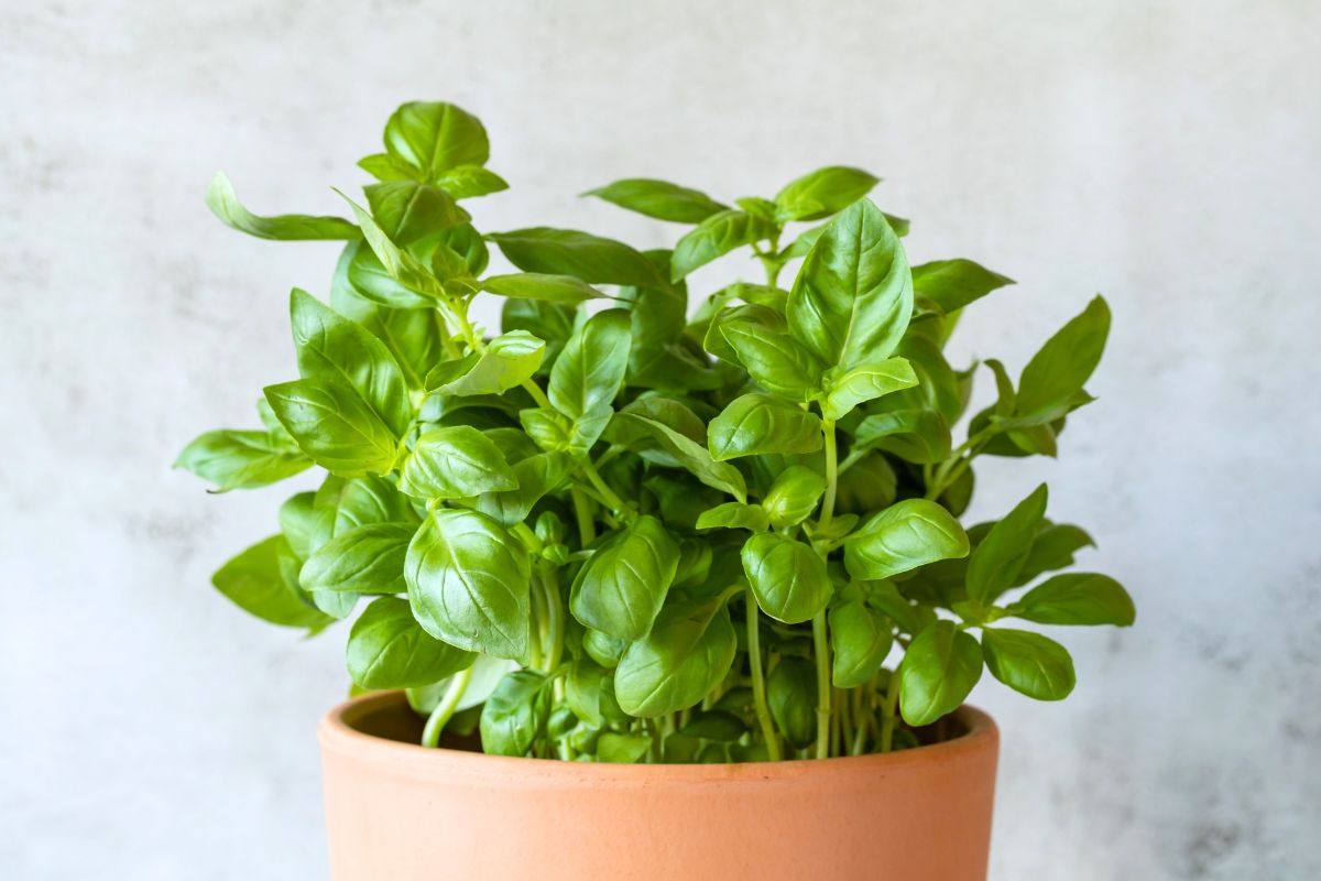 A close-up of a healthy basil plant growing in a terracotta pot. 