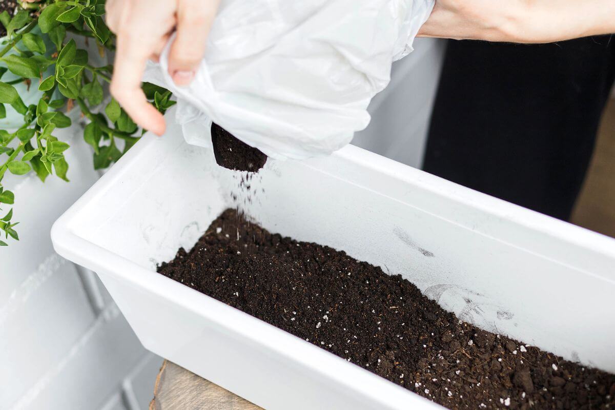 A gardener pours a healthy soil mix into a container where bonsai seeds will be planted.