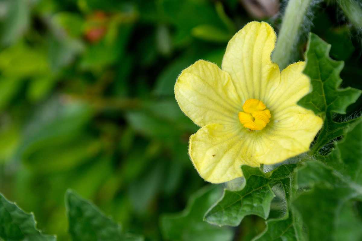 A single, delicate yellow watermelon flower with a central cluster of yellow stamens.