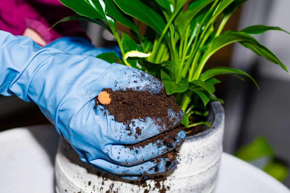 A person wearing blue gloves is adding soil to a potted peace lily plant. 