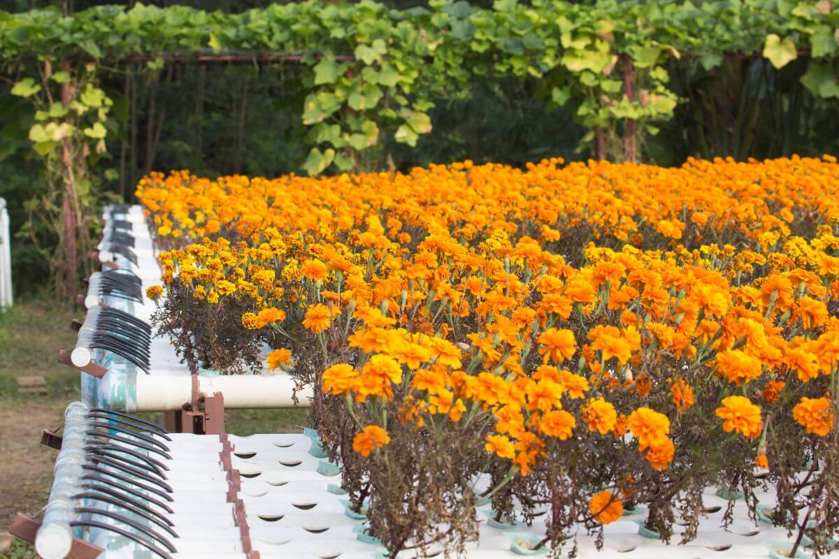 A hydroponic garden showcasing rows of vibrant orange marigold flowers growing in a white, soilless system.