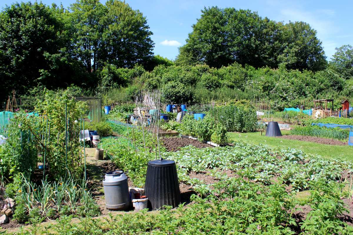 A vegetable garden growing, including leafy greens and root crops. The garden is organized into neat plots with paths in between. Several compost bins and water barrels are visible, offering valuable composting tips. Trees and thick foliage surround the garden on three sides.