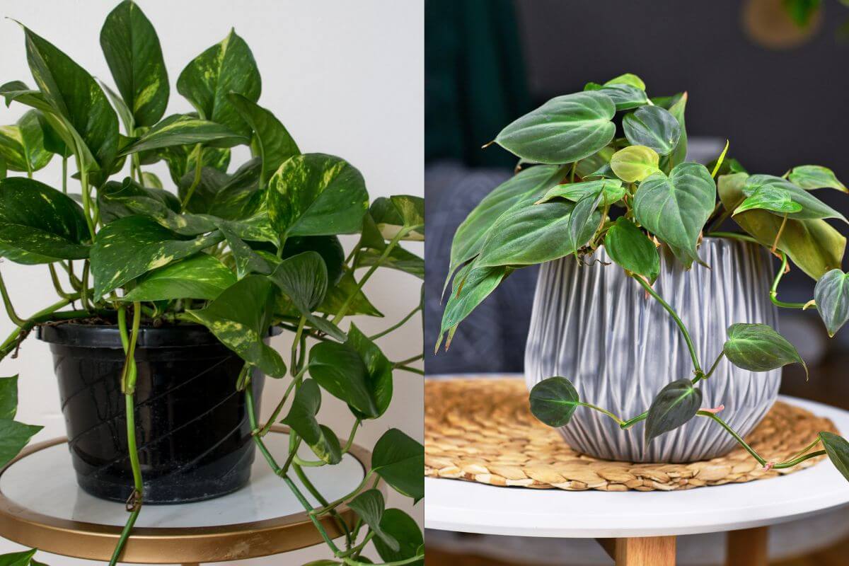 A side-by-side comparison of two potted plants: On the left, a Golden Pothos with heart-shaped green leaves and golden-yellow variegation in a black plastic pot. On the right, a Philodendron with large, smooth green leaves in a gray patterned ceramic pot.