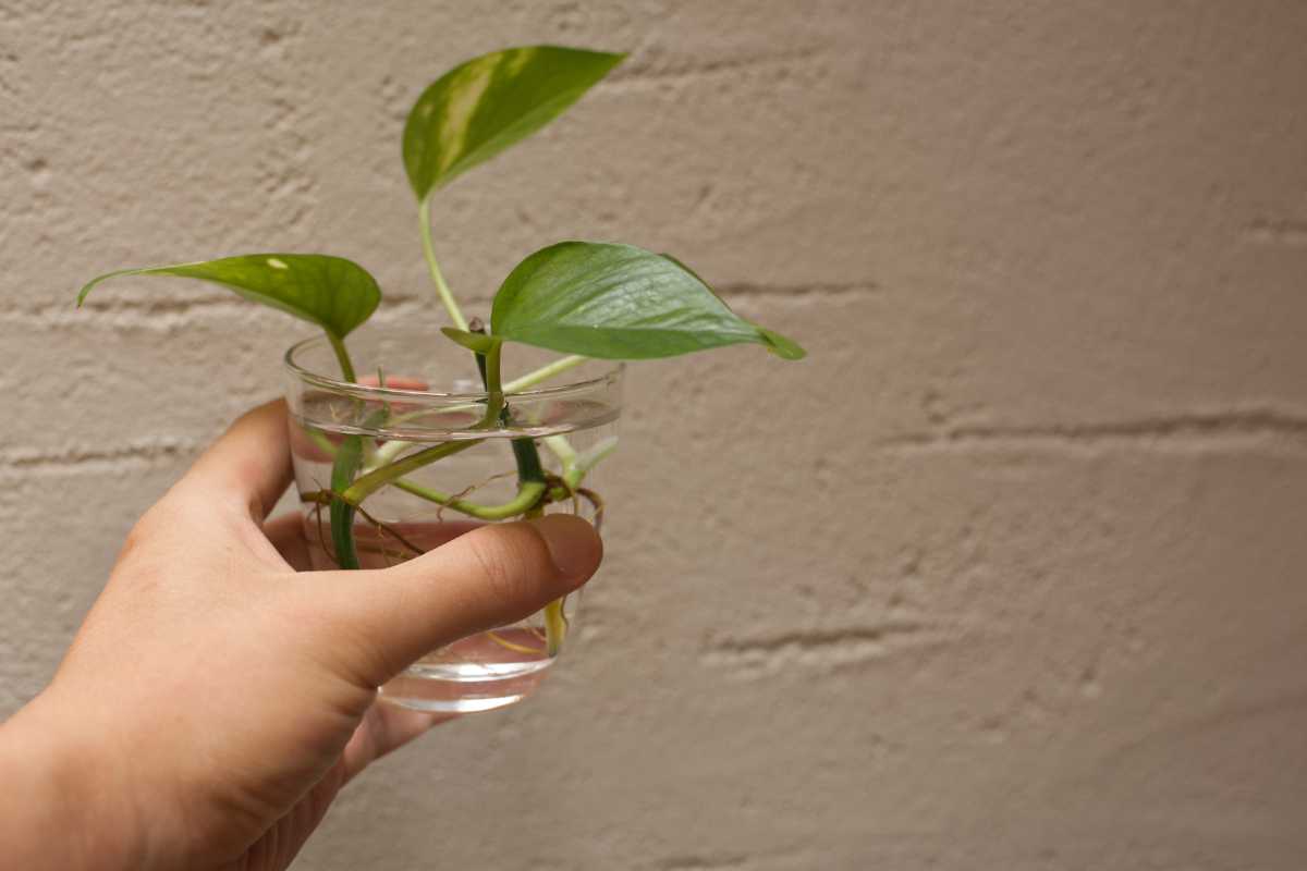 A hand holding a glass cup filled with water, containing a small green pothos plant with a few leaves. 