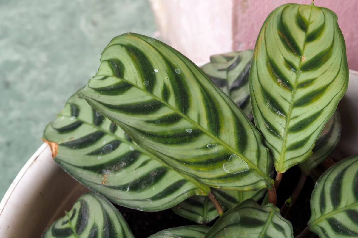 Close-up of a prayer plant with large, green leaves marked with dark green stripes.