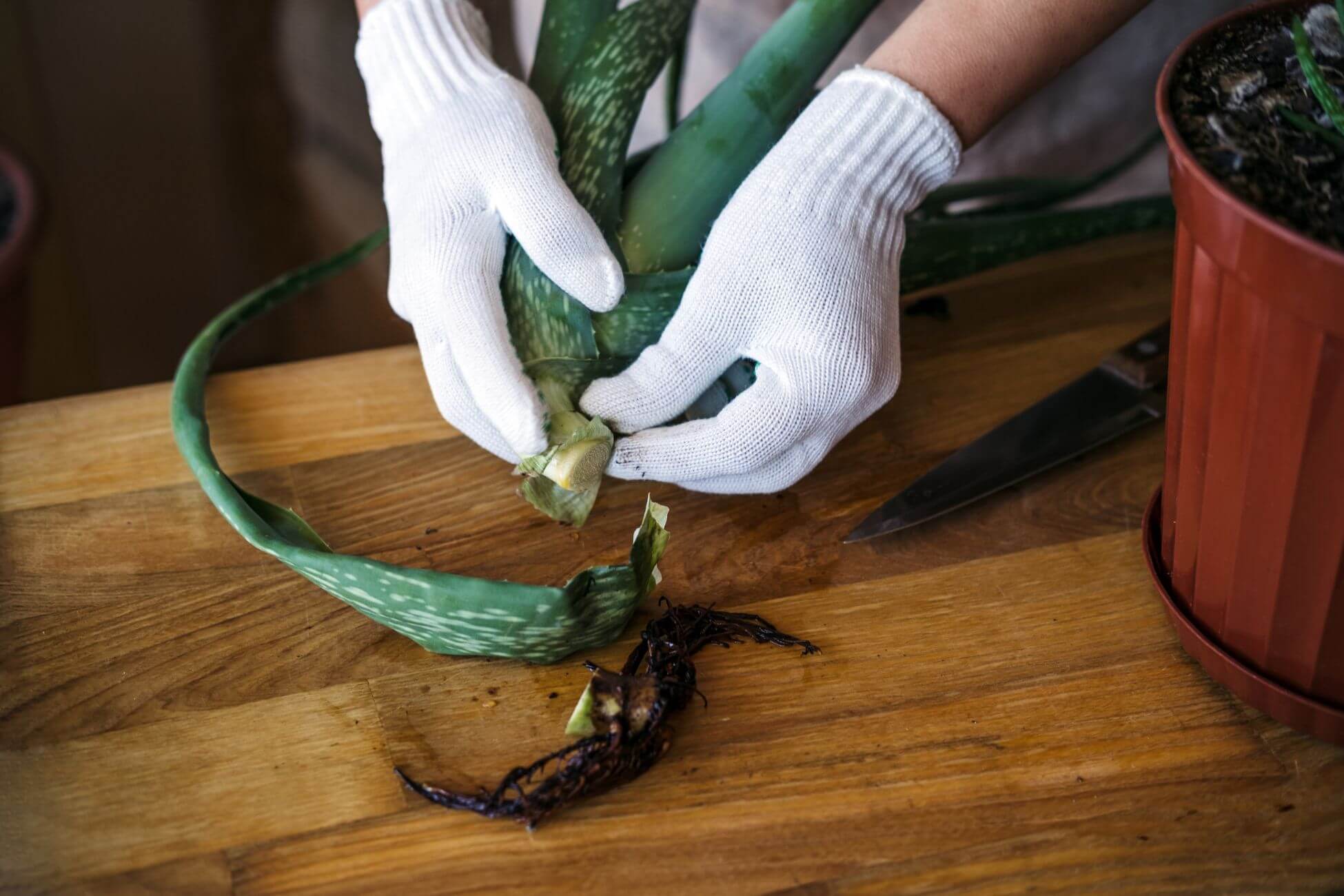 Person wearing white gloves is holding the base of an aloe vera plant on a wooden table, preparing to replant it. 