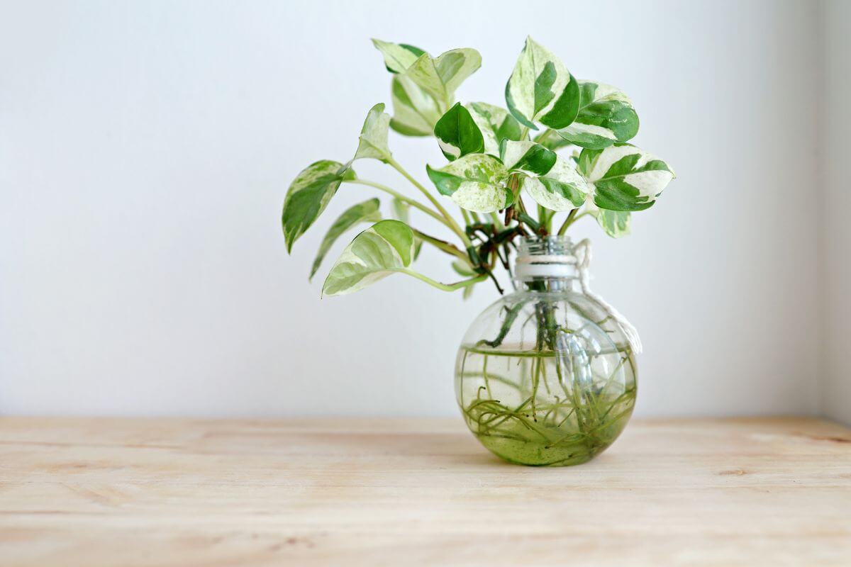 A small glass bulb vase containing green and white variegated Njoy Pothos plant cuttings with visible roots placed on a light wooden surface.