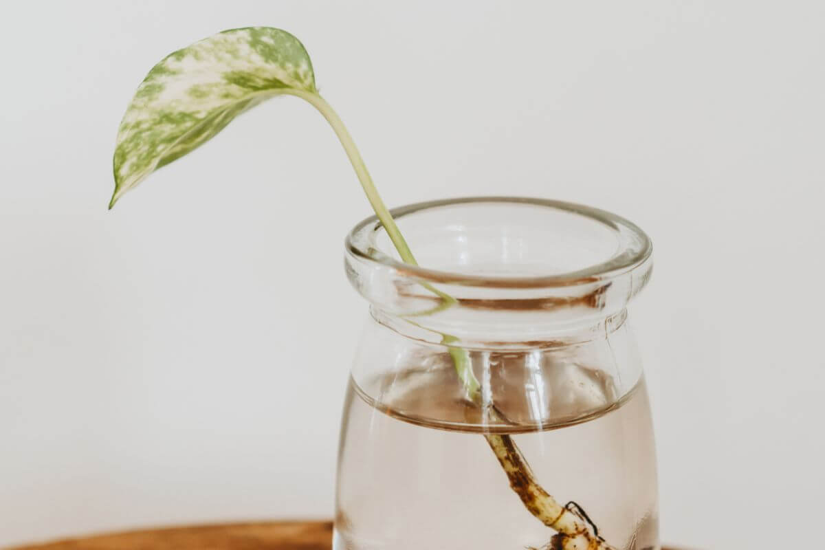 A single variegated philodendron leaf with green and white colors grows from a small stem placed in a short glass jar filled with water.