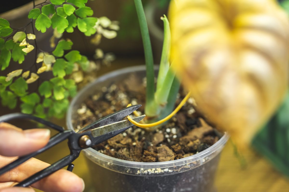 A person uses small pruning shears to trim a yellowing leaf from an alocasia plant in a clear plastic pot.