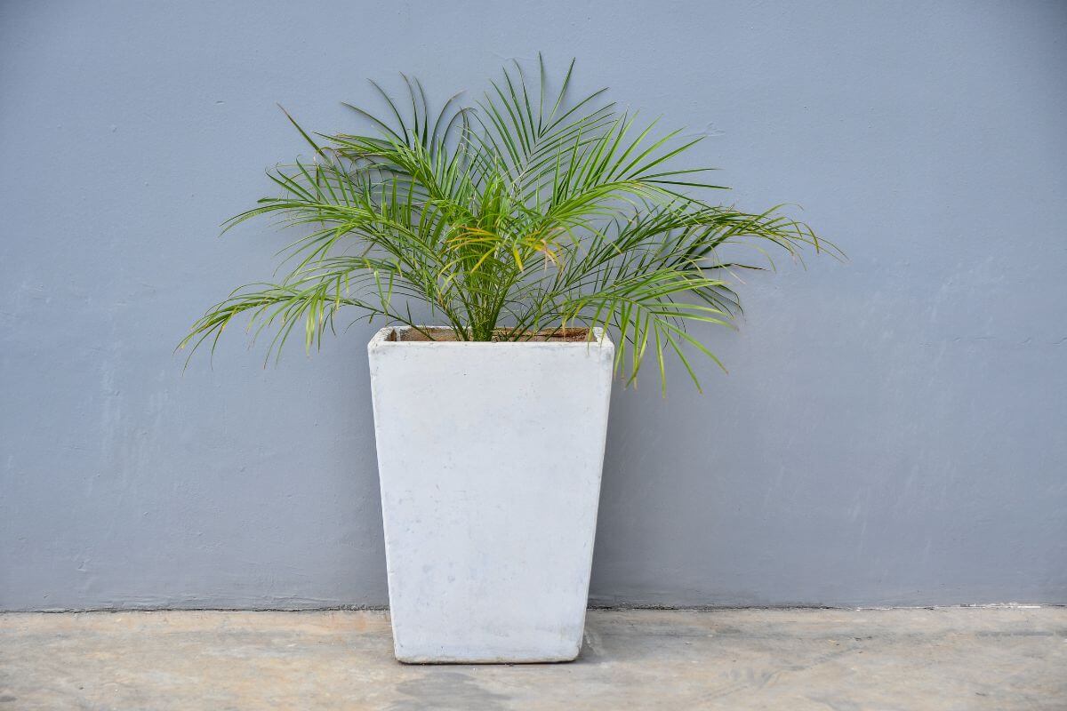 A tall, rectangular white planter holds a lush, green leafy pygmy date palm plant with long, narrow leaves.