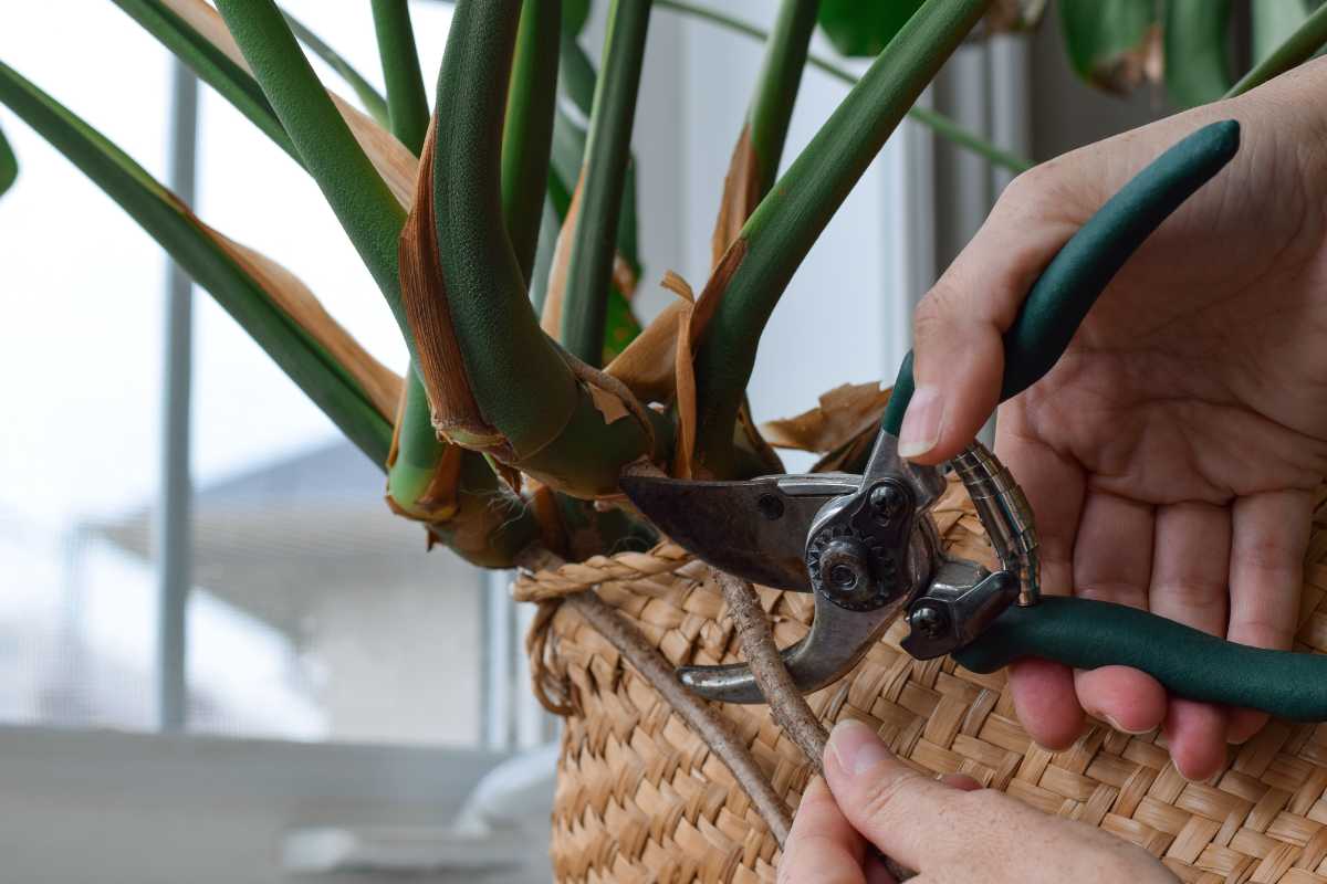 A person using pruning shears to cut a dried stem from a green Philodendron gloriosum plant.