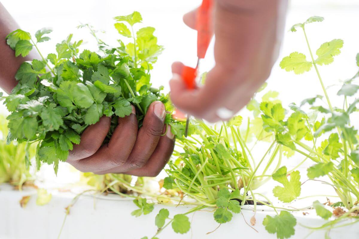 A pair of hands, one holding a bunch of fresh cilantro and the other cutting the cilantro stems with red-handled scissors.