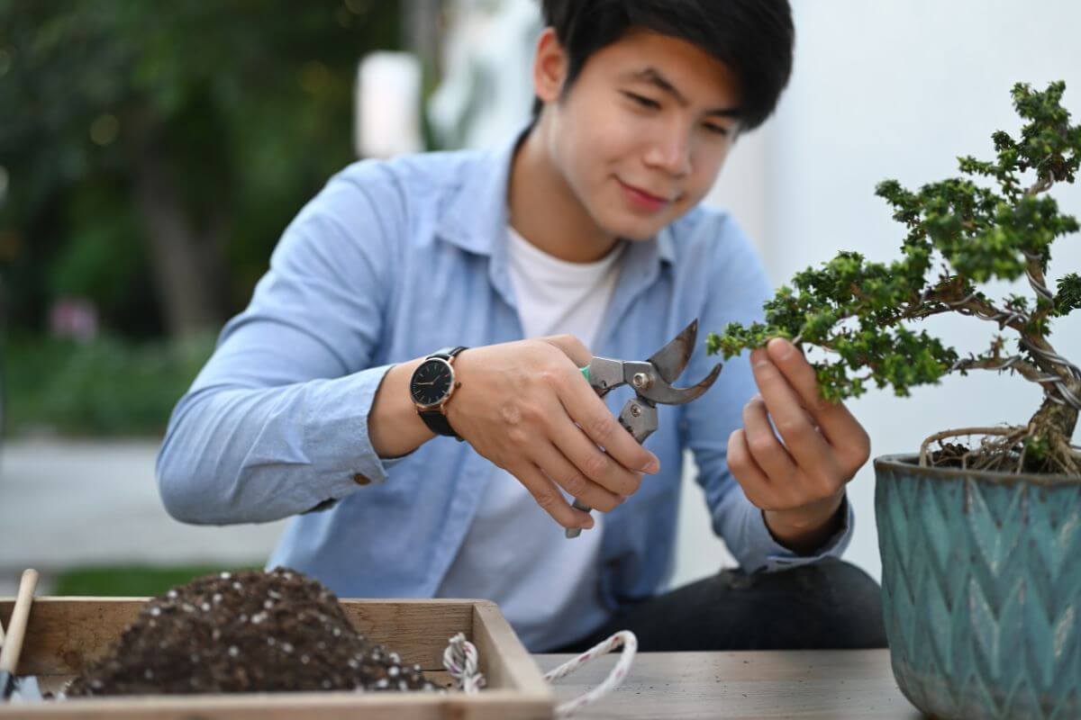 A gardener is pruning his bonsai tree to achieve the perfect shape.