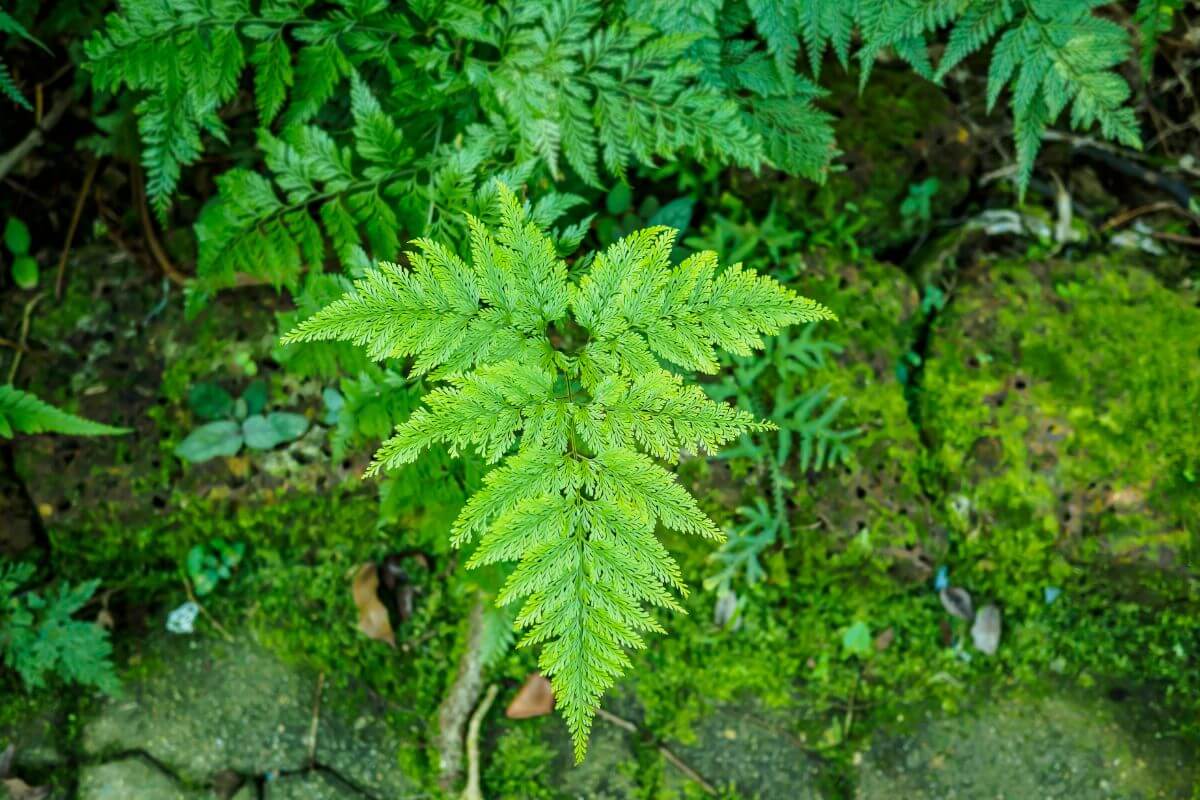 A vibrant green rabbit's foot fern plant with delicate, feathery leaves grows on a moss-covered stone surface.