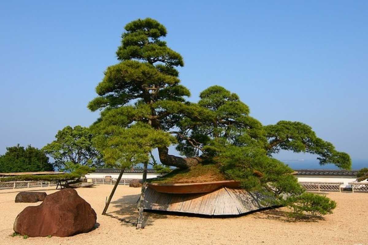 The Pine of the Phoenix, which is one of the world's oldest bonsai trees, its large, low-hanging branches showcasing lush green foliage supported by a wooden structure.