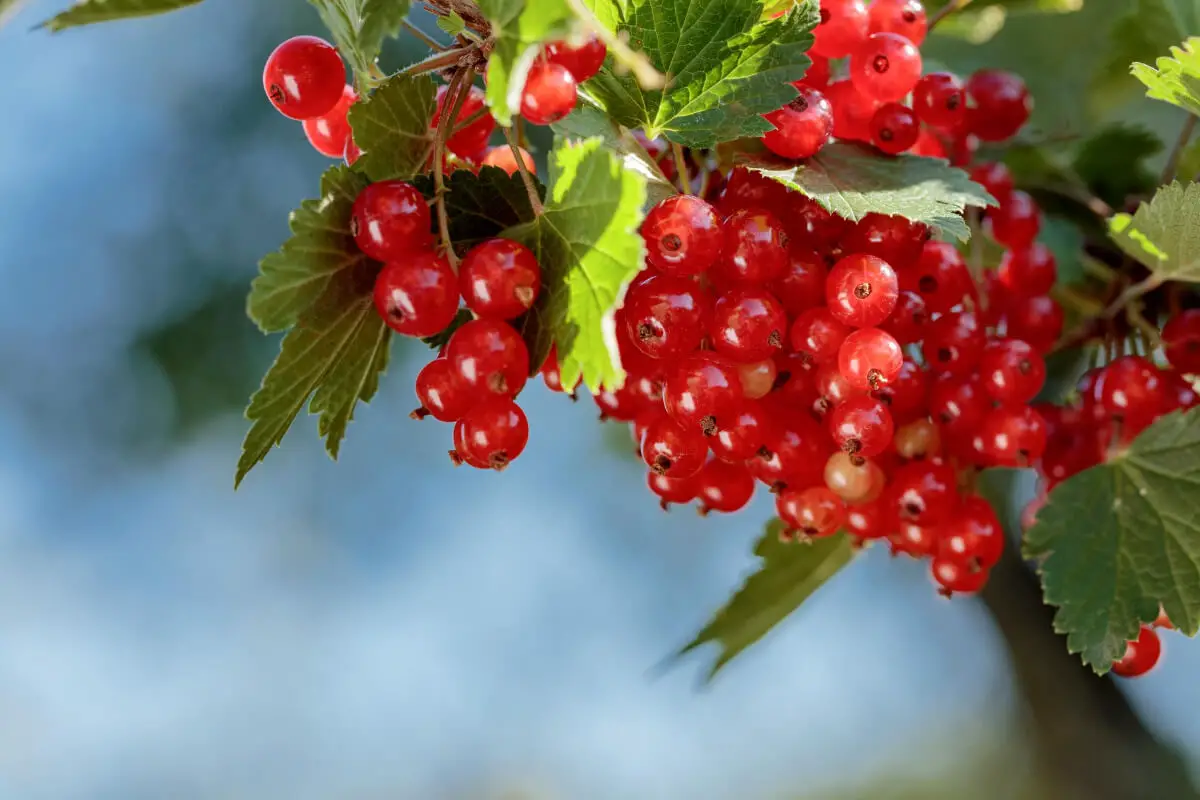A cluster of redcurrants hangs from a branch, surrounded by green leaves.