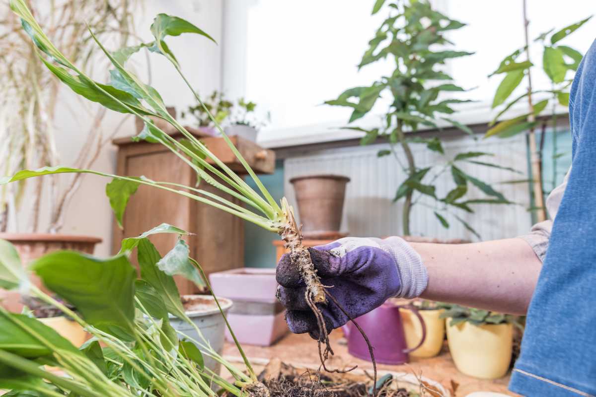 A person wearing purple gardening gloves is holding a rooted peace lily with soil attached, preparing to repot it. 