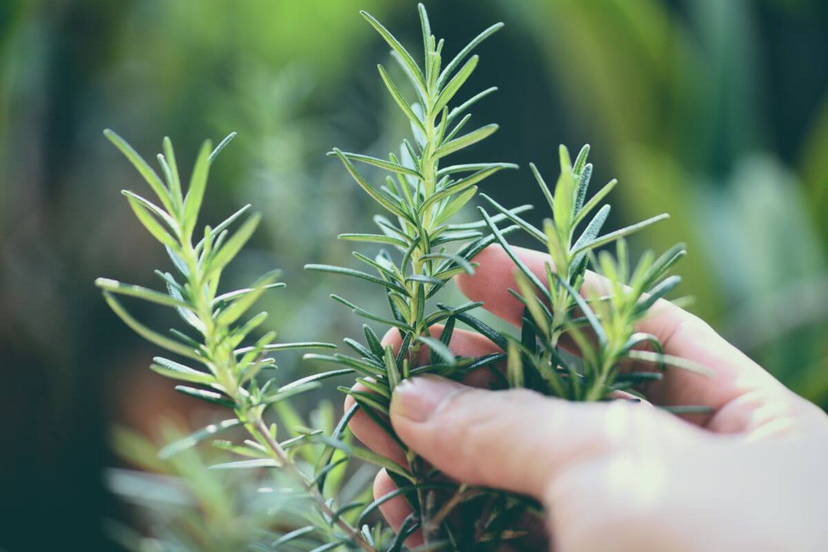 Hands gently holding sprigs of fresh rosemary. 