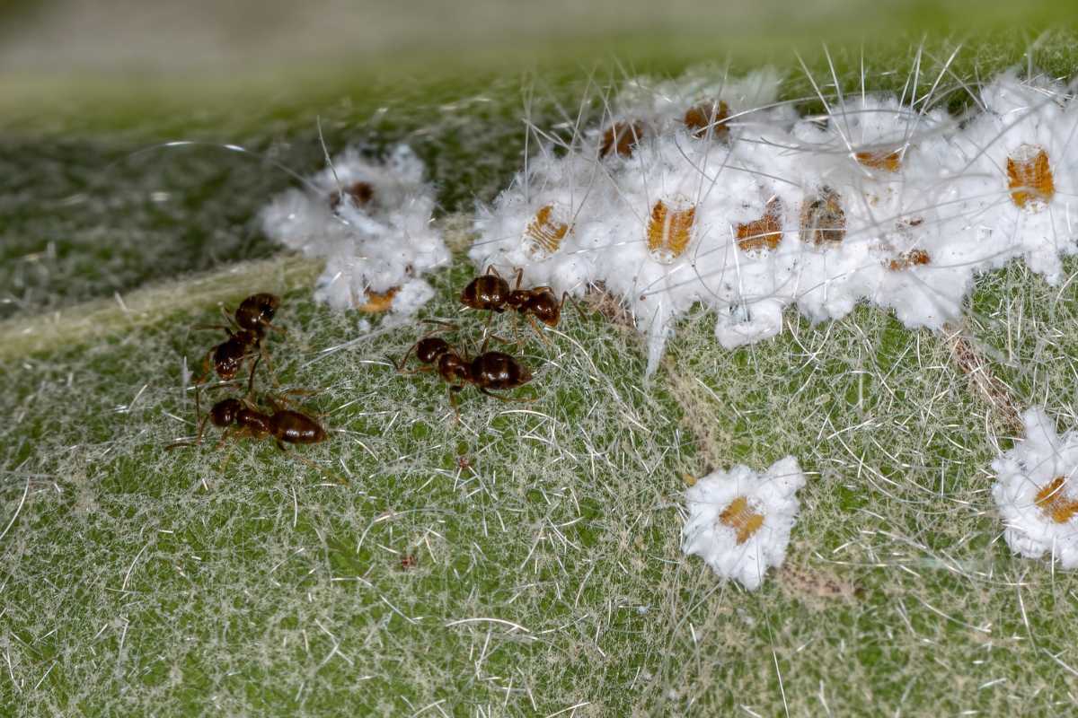 Several black ants crawling on a green hairy plant, around clusters of whiteflies.