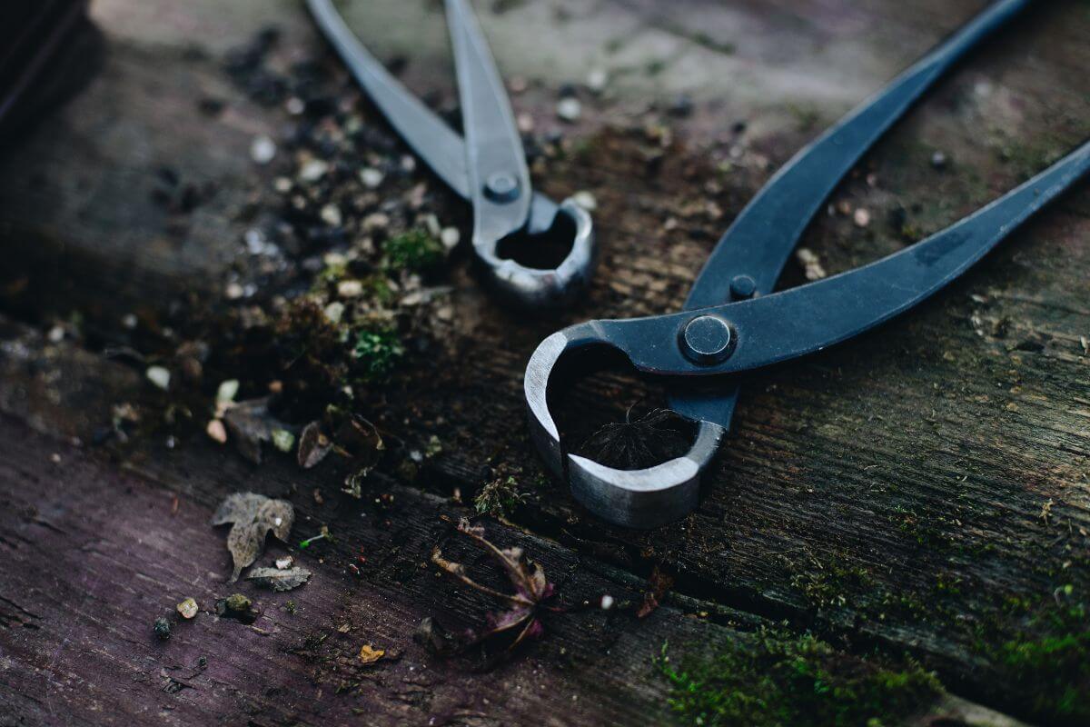 Two pairs of root scissors sit on the garden floor after being used for root work on some bonsais.