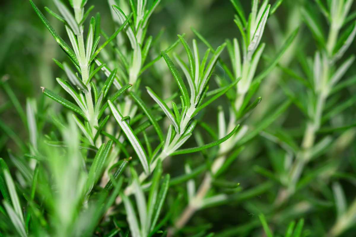 A vibrant green rosemary plant with needle-like leaves, showcasing the intricate details and textures of the foliage. 