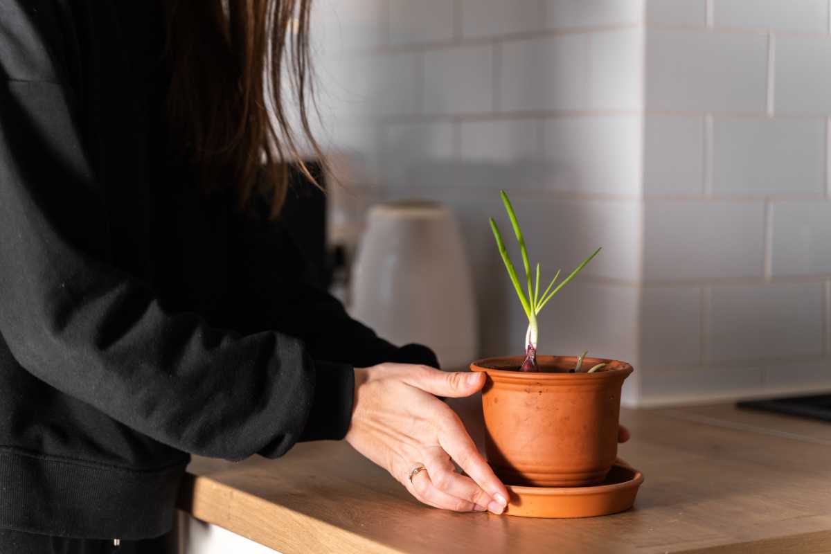 A person in a dark long-sleeve shirt is placing a small terracotta pot with a single scallion plant on a wooden counter in a kitchen.