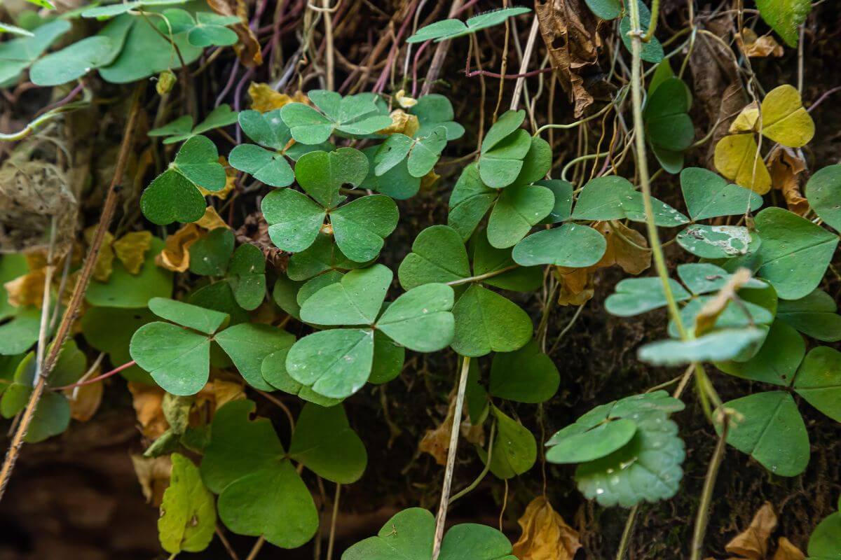 Close-up of several green, shamrock plant leaves growing amidst yellowing foliage.