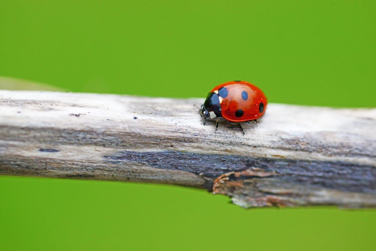 Close-up of a red ladybug with black spots on its back, walking along a thin, weathered tree branch.