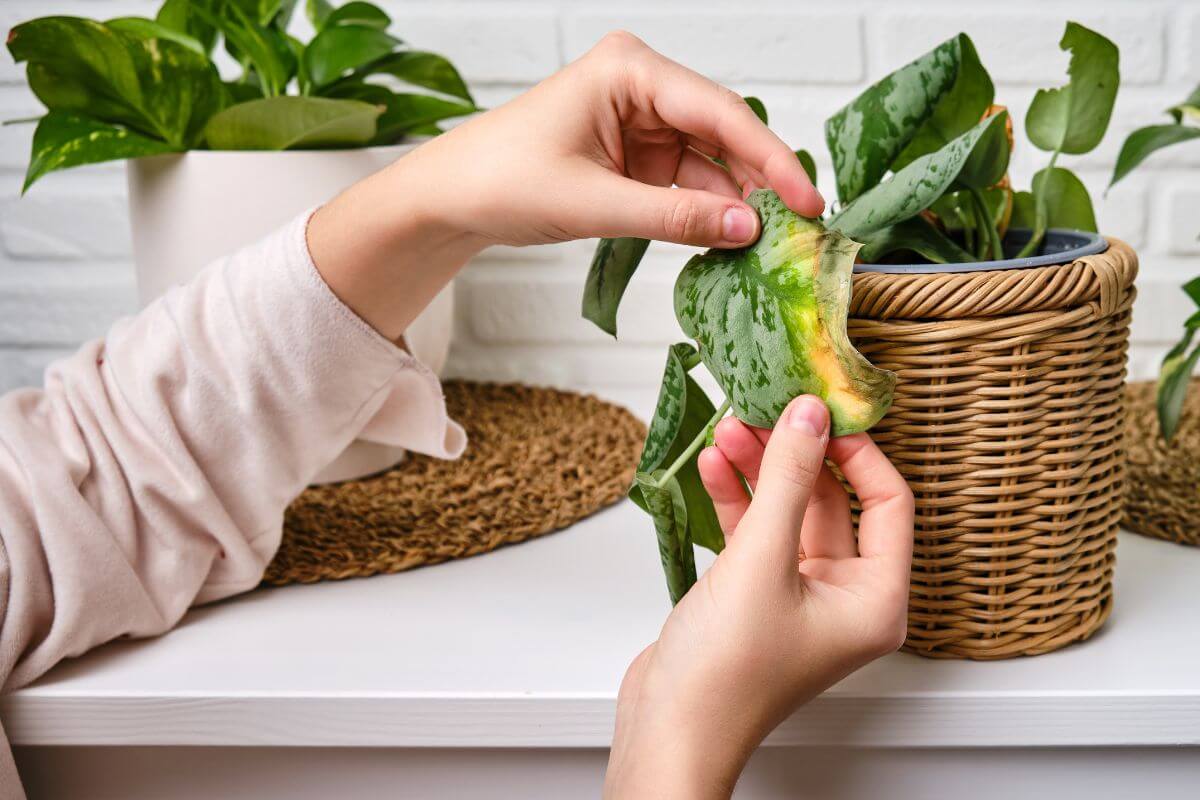 A person examines a yellowing leaf on a potted silver satin pothos plant with green foliage.