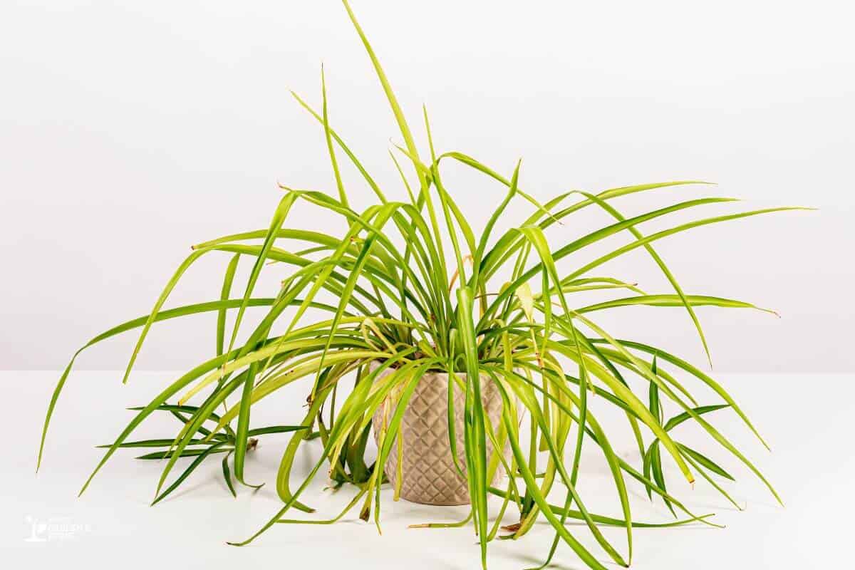 Spider Plant With Drooping Plants That Needs to be Fertilized Properly