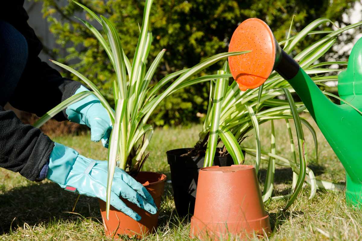 A person wearing blue gloves is repotting a spider plant with long green and white leaves.