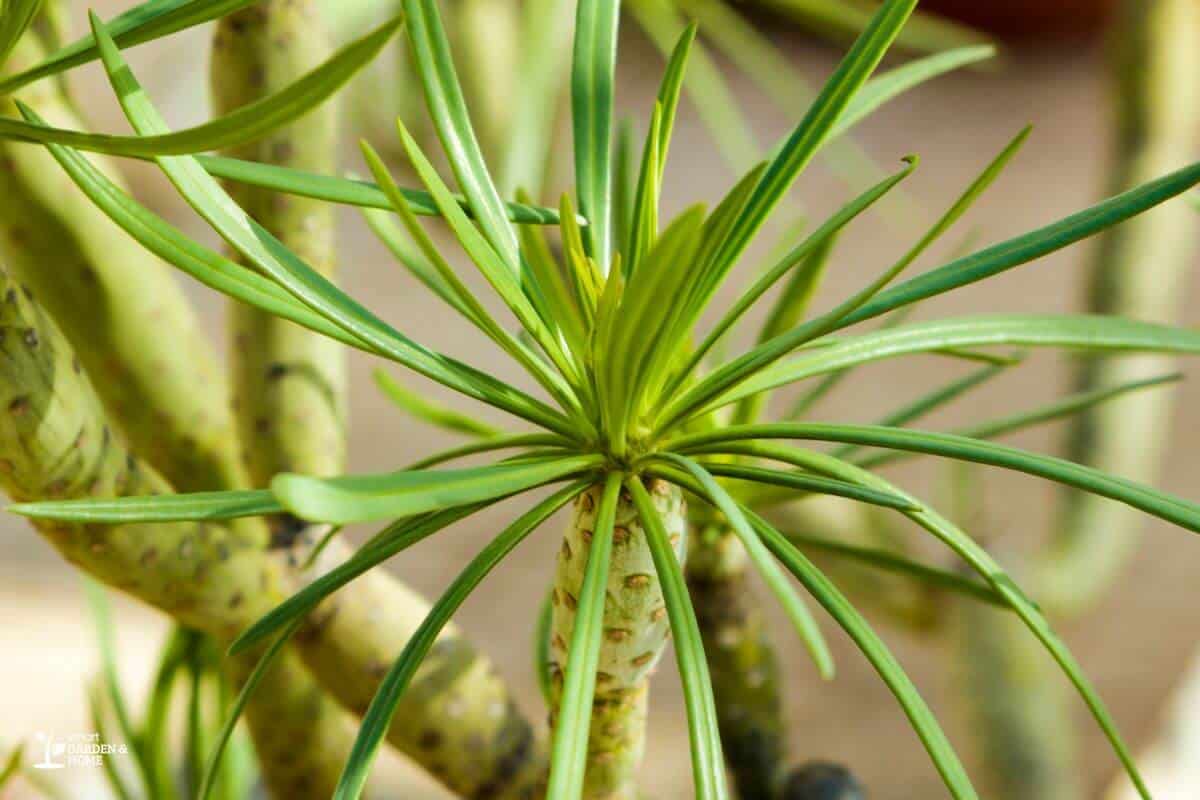 Spiderettes Growing on Spider Plant Stems