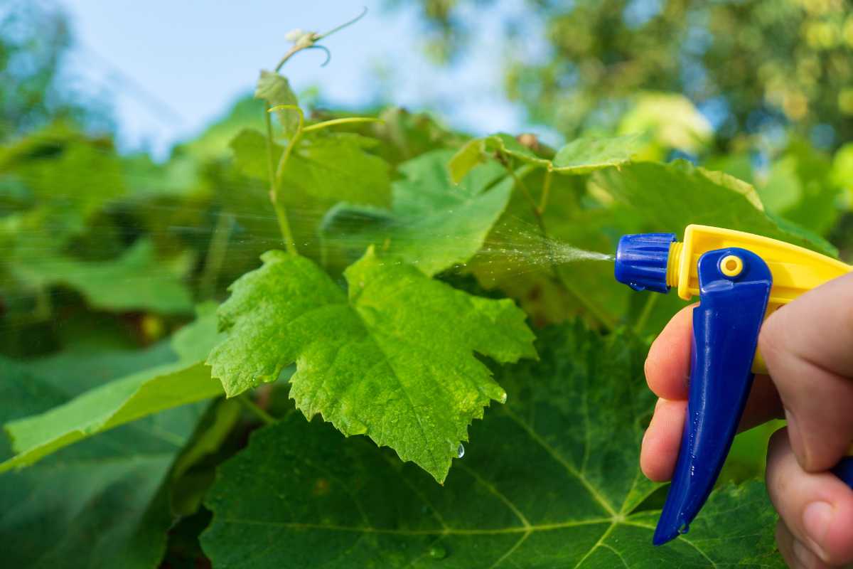 A hand holding a blue and yellow spray bottle, misting water onto okra leaves.