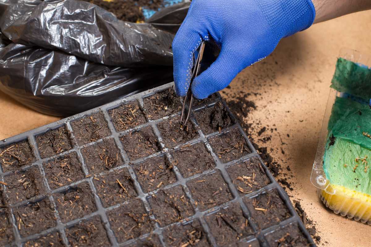 A gloved hand uses tweezers to plant seeds in a plastic seed starting tray filled with soil.