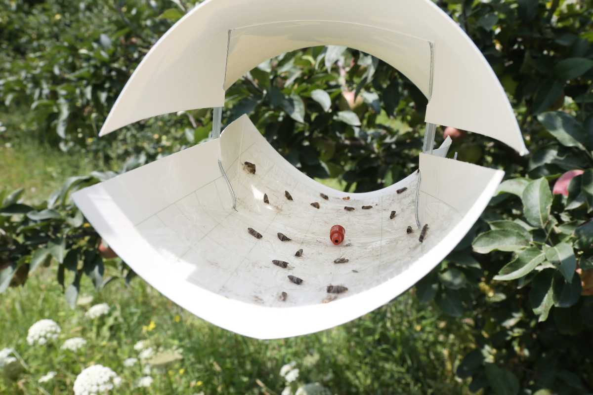 A white sticky trap, shaped like a curved house and hung in a tree, is shown with numerous insects stuck to its inner surface. 