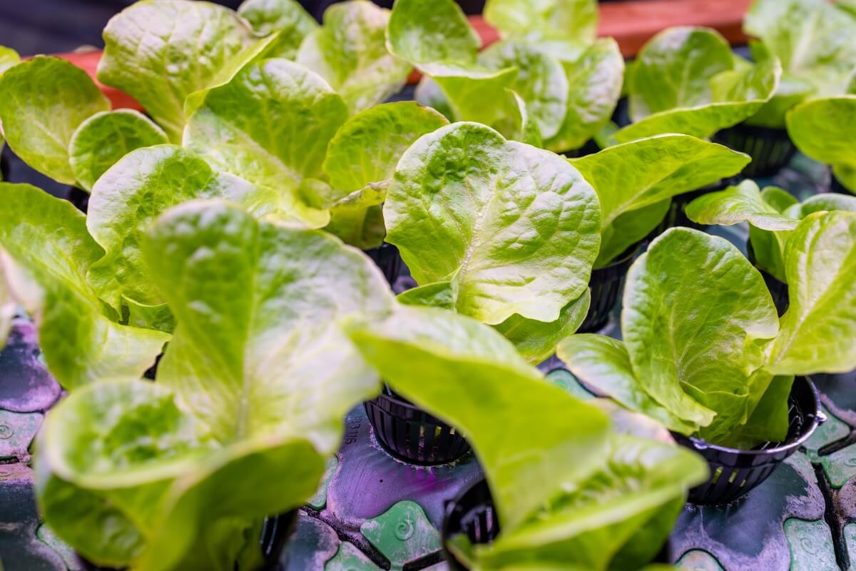 Fresh, green lettuce plants growing in small black plastic pots arranged in a grid pattern. 