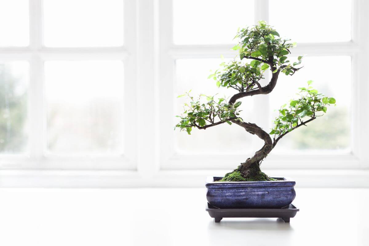 The sweet plum bonsai showcases its spiral trunk, adorned with leafy branches at each curve.