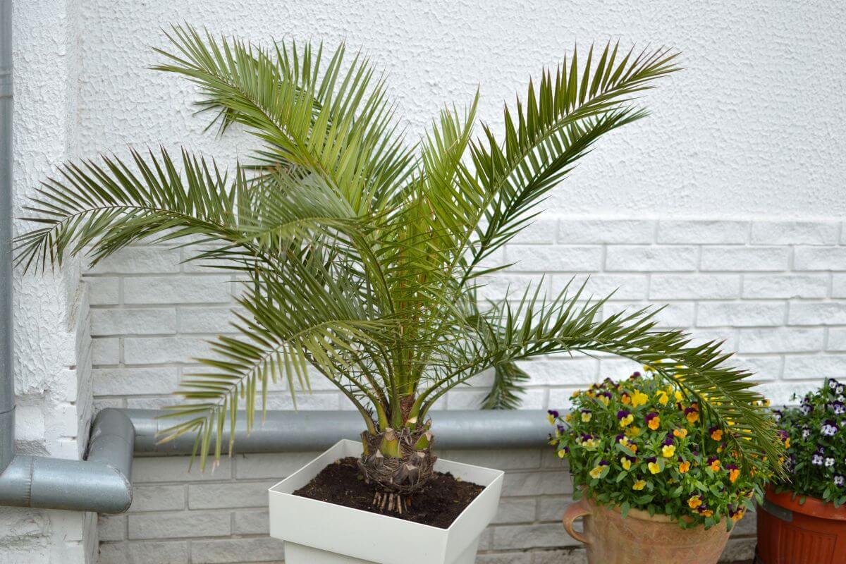 A potted indoor palm plant with long, narrow leaves sits in a white container. It is positioned against a white textured wall with a brick trim.