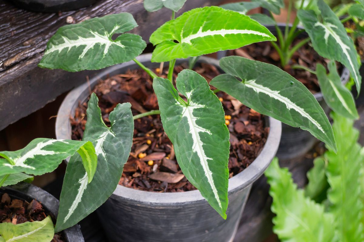 The beautiful green leaves of an arrowhead plant, featuring slightly varied patterns.