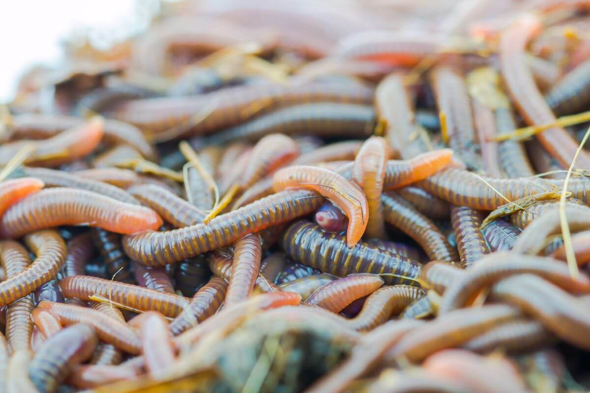 A close-up image showing a large collection of african nightcrawler intertwined with one another.