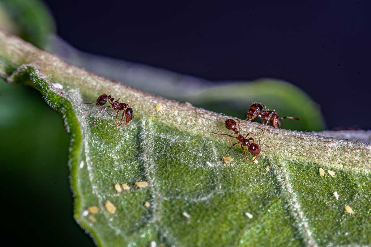 Two small red ants in a garden on a green leaf, with tiny aphids visible on the surface.