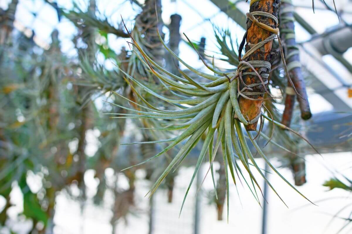 Tillandsias with aerial roots hanging from branches in a greenhouse. The plants have spiky, elongated green leaves that radiate outward, attached to thin brown branches with wire.